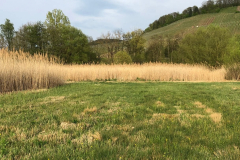 Schilf_01